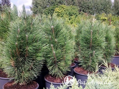 Pušis juodoji ,Scholz' (lot. Pinus nigra)